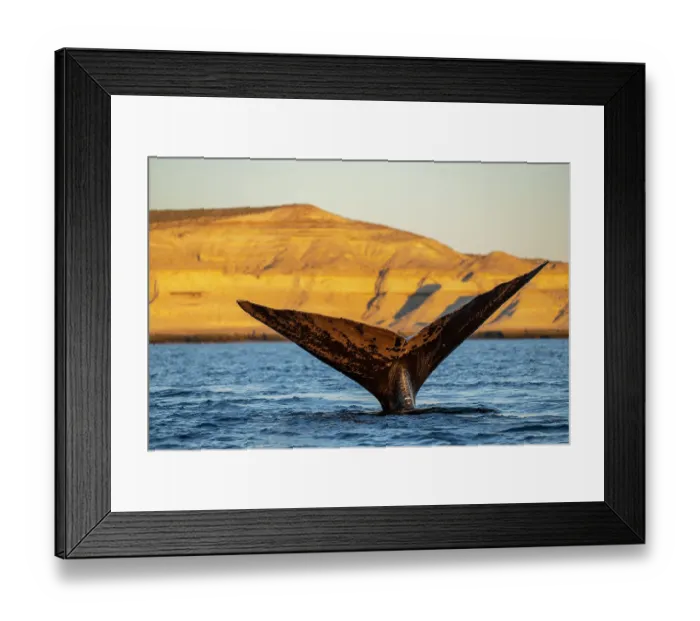 Framed Print : Southern right whale (Eubalaena australis) tail fluke above the water surface Framed Print : Southern right whale (Eubalaena australis) tail fluke above the water surface