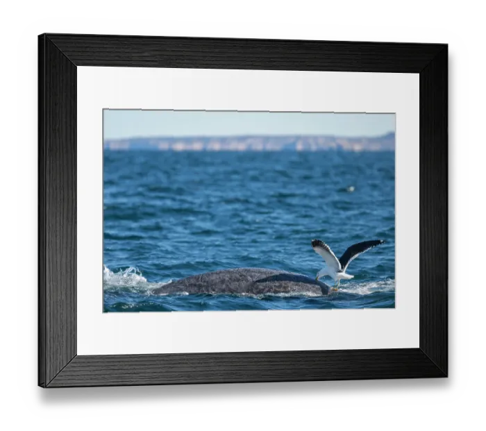 Framed Print : Kelp gull (Larus dominicanus) attacking Southern right whale (Eubalaena australis) to eat its blubber, Golfo Nuevo, Peninsula Valdez, Chubut Province, Argentina, Atlantic Ocean Framed Print : Kelp gull (Larus dominicanus) attacking Southern right whale (Eubalaena australis) to eat its blubber, Golfo Nuevo, Peninsula Valdez, Chubut Province, Argentina, Atlantic Ocean
