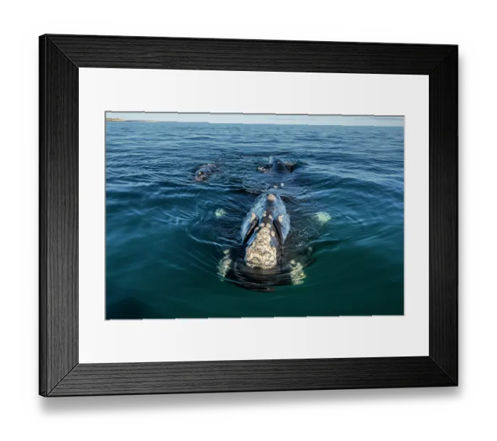 Framed Print : Southern right whales (Eubalaena australis) female and calf swimming together at the surface, Golfo Nuevo, Peninsula Valdez, Chubut Province, Argentina, Atlantic Ocean Framed Print : Southern right whales (Eubalaena australis) female and calf swimming together at the surface, Golfo Nuevo, Peninsula Valdez, Chubut Province, Argentina, Atlantic Ocean