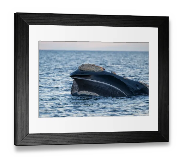 Framed Print : Southern right whale (Eubalaena australis) filter-feeding at the surface, showing baleen, Golfo Nuevo, Peninsula Valdez, Chubut Province, Argentina, Atlantic Ocean Framed Print : Southern right whale (Eubalaena australis) filter-feeding at the surface, showing baleen, Golfo Nuevo, Peninsula Valdez, Chubut Province, Argentina, Atlantic Ocean
