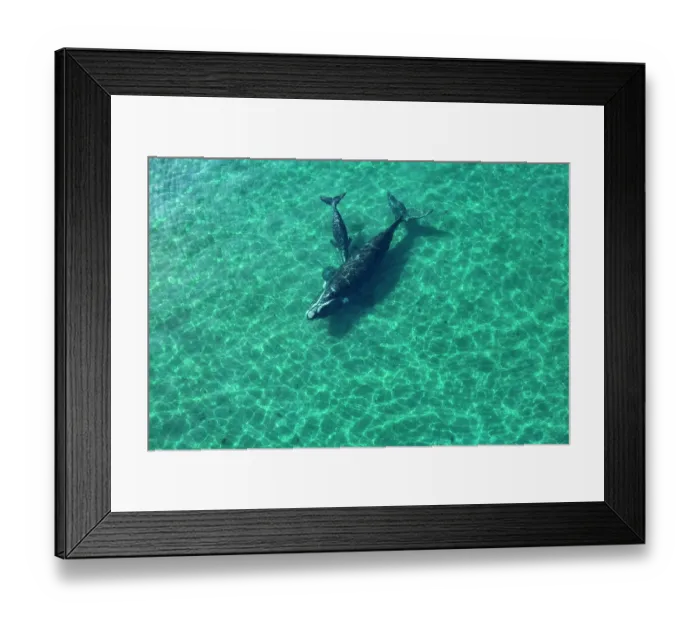 Framed Print : Aerial view of Southern right whales (Eubalaena australis) female and calf swimming together, Golfo Nuevo, Peninsula Valdez, Chubut Province, Argentina, Atlantic Ocean Framed Print : Aerial view of Southern right whales (Eubalaena australis) female and calf swimming together, Golfo Nuevo, Peninsula Valdez, Chubut Province, Argentina, Atlantic Ocean