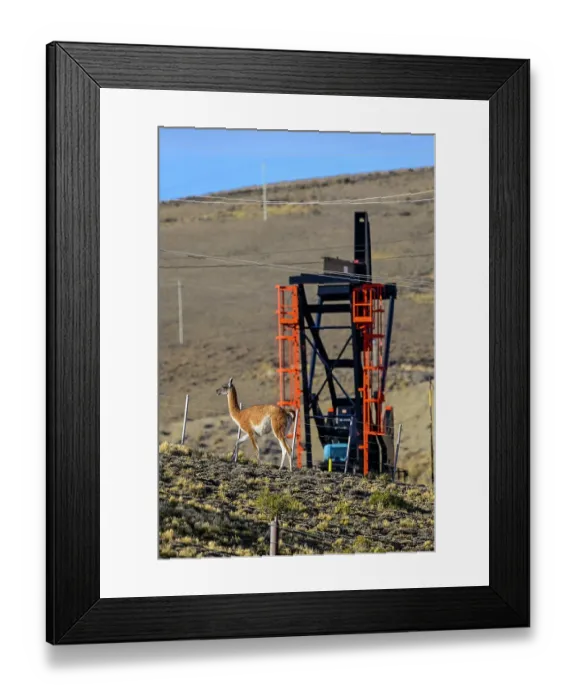 Framed Print : Guanaco (Lama guanicoe) standing on scrubland with oil extraction facilities in the background, near Comodoro Rivadavia, Chubut, Patagonia, Argentina Framed Print : Guanaco (Lama guanicoe) standing on scrubland with oil extraction facilities in the background, near Comodoro Rivadavia, Chubut, Patagonia, Argentina