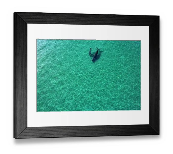 Framed Print : Aerial view of Southern right whales (Eubalaena australis) female and calf swimming together, Golfo Nuevo, Peninsula Valdez, Chubut Province, Argentina, Atlantic Ocean Framed Print : Aerial view of Southern right whales (Eubalaena australis) female and calf swimming together, Golfo Nuevo, Peninsula Valdez, Chubut Province, Argentina, Atlantic Ocean