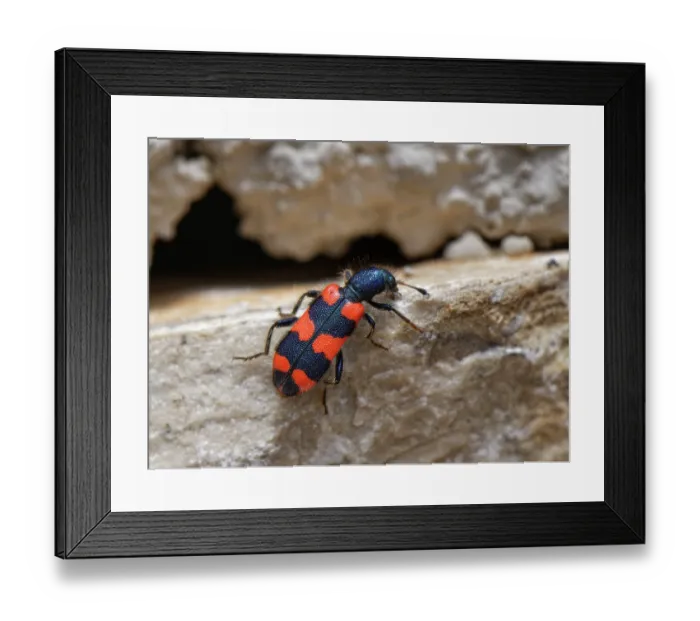 Framed Print : Bee beetle / Bee-wolf (Trichodes apiarius) a nest parasite of bees, climbing on a stone wall, Corfu, Greece. May Framed Print : Bee beetle / Bee-wolf (Trichodes apiarius) a nest parasite of bees, climbing on a stone wall, Corfu, Greece. May