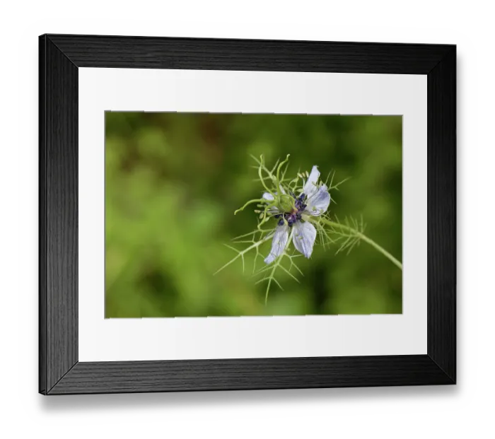 Framed Print : Love-in-a-mist (Nigella damascena) flowering on a coastal hillside, Corfu, Greece. May Framed Print : Love-in-a-mist (Nigella damascena) flowering on a coastal hillside, Corfu, Greece. May