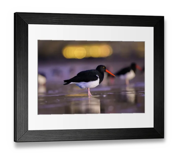 Framed Print : Magellanic oystercatcher (Haematopus leucopodus) on the beach of Rada Tilly city with city lights in the background, Chubut Province, Patagonia, Argentina. June Framed Print : Magellanic oystercatcher (Haematopus leucopodus) on the beach of Rada Tilly city with city lights in the background, Chubut Province, Patagonia, Argentina. June