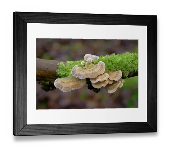 Framed Print : Ochre bracket (Trametes ochracea) growing on fallen branch, Peatlands and Annagarriff Wood NNR, County Armagh, Northern Ireland, UK. December