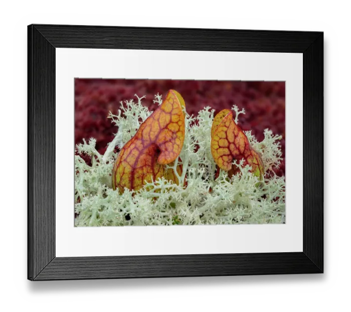 Framed Print : Northern pitcher plant (Sarracenia purpurea) growing among Reindeer lichen (Cladonia portentosa), Peatlands Park and Annagarriff Wood NNR, County Armagh, Northern Ireland, UK Framed Print : Northern pitcher plant (Sarracenia purpurea) growing among Reindeer lichen (Cladonia portentosa), Peatlands Park and Annagarriff Wood NNR, County Armagh, Northern Ireland, UK