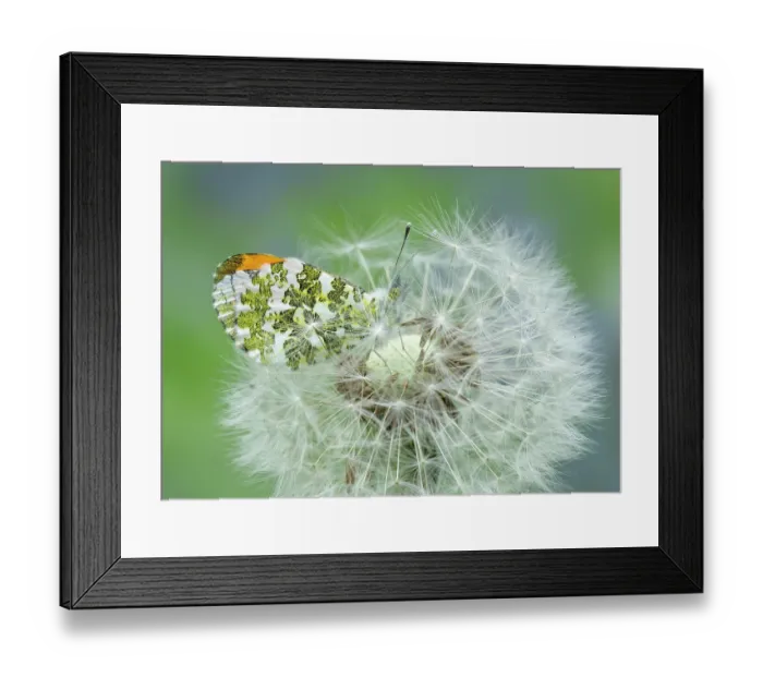 Framed Print : Orange-tip (Anthocharis cardamines) male, resting on Dandelion seedhead, Clare Glen, County Armagh, Northern Ireland, UK. May Framed Print : Orange-tip (Anthocharis cardamines) male, resting on Dandelion seedhead, Clare Glen, County Armagh, Northern Ireland, UK. May