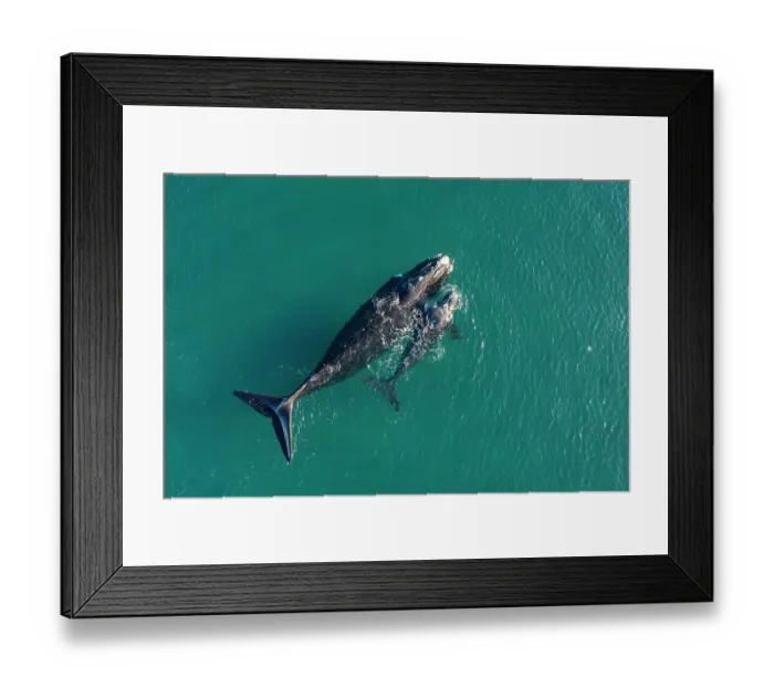 Framed Print : Aerial view of Southern right whales (Eubalaena australis) female and calf swimming together at surface, Golfo Nuevo, Peninsula Valdez, Chubut Province, Argentina, Atlantic Ocean Framed Print : Aerial view of Southern right whales (Eubalaena australis) female and calf swimming together at surface, Golfo Nuevo, Peninsula Valdez, Chubut Province, Argentina, Atlantic Ocean