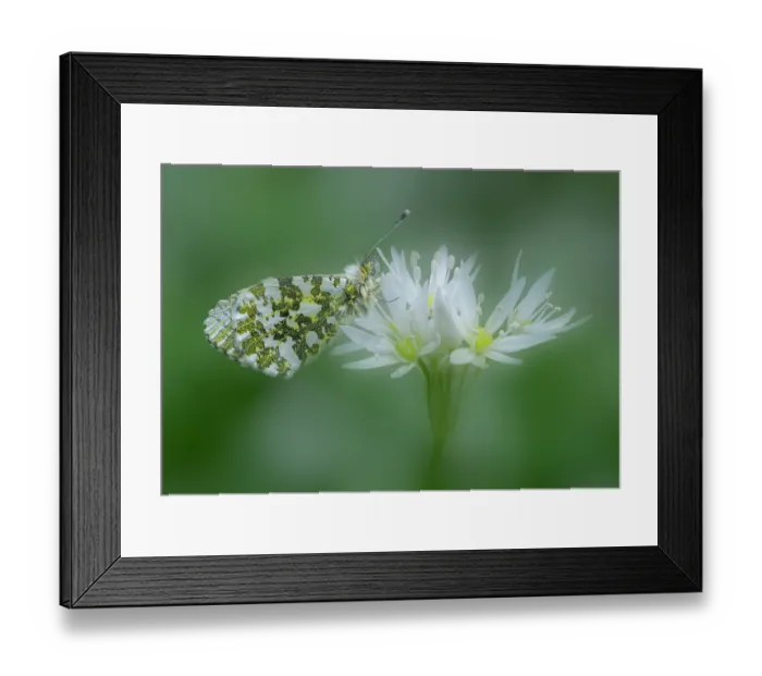 Framed Print : Orange-tip (Anthocharis cardamines) female, resting on Wild garlic (Allium ursinum) flower, Clare Glen, Tandragee, County Armagh, Northern Ireland, UK. May Framed Print : Orange-tip (Anthocharis cardamines) female, resting on Wild garlic (Allium ursinum) flower, Clare Glen, Tandragee, County Armagh, Northern Ireland, UK. May