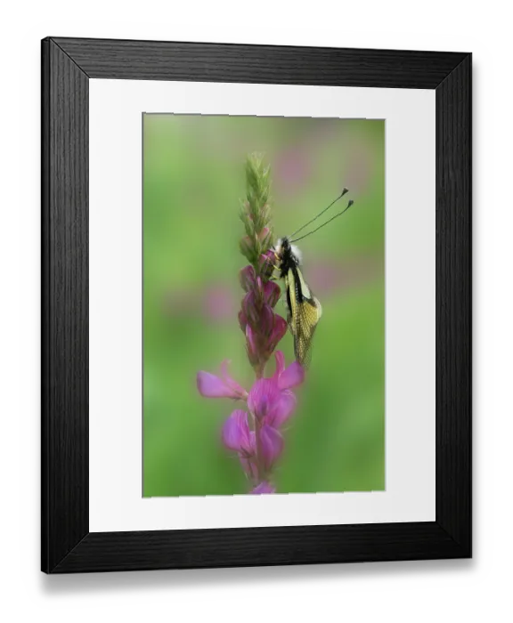Framed Print : Owly sulphur (Libelloides coccajus) resting on Sainfoin (Onobrychis sp.) flower, Aosta Valley region, Grand Paradisio National Park, Italy. July Framed Print : Owly sulphur (Libelloides coccajus) resting on Sainfoin (Onobrychis sp.) flower, Aosta Valley region, Grand Paradisio National Park, Italy. July