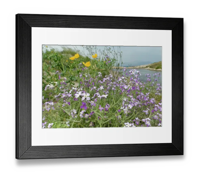 Framed Print : Three-horned stock (Matthiola tricuspidata) and Yellow horned poppy (Glaucium flavum) clumps flowering on a shingle beach, Antiniotissa lagoon, Corfu, Greece. May Framed Print : Three-horned stock (Matthiola tricuspidata) and Yellow horned poppy (Glaucium flavum) clumps flowering on a shingle beach, Antiniotissa lagoon, Corfu, Greece. May