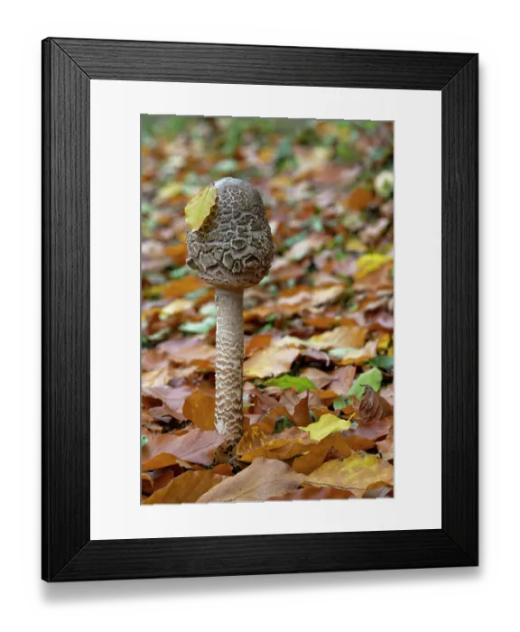 Framed Print : Parasol mushroom (Macrolepiota procera) growing among leaf litter, Lough Neagh Discovery Centre, County Armagh, Northern Ireland, UK. November