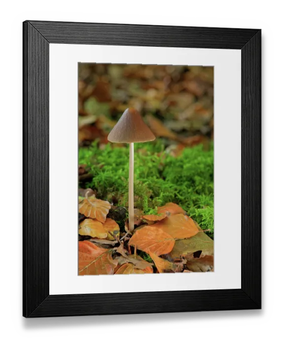 Framed Print : Conical brittlestem (Parasola conopilus) growing among leaf litter in woodland, Lough Neagh Discovery Centre, County Armagh, Northern Ireland, UK. November Framed Print : Conical brittlestem (Parasola conopilus) growing among leaf litter in woodland, Lough Neagh Discovery Centre, County Armagh, Northern Ireland, UK. November