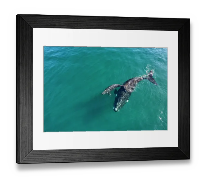 Framed Print : Aerial view of Southern right whales (Eubalaena australis) female and calf swimming together at surface, Golfo Nuevo, Peninsula Valdez, Chubut Province, Argentina, Atlantic Ocean Framed Print : Aerial view of Southern right whales (Eubalaena australis) female and calf swimming together at surface, Golfo Nuevo, Peninsula Valdez, Chubut Province, Argentina, Atlantic Ocean