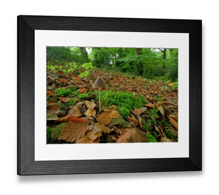 Framed Print : Conical brittlestem (Parasola conopilus) growing among leaf litter in woodland, Lough Neagh Discovery Centre, County Armagh, Northern Ireland, UK. November Framed Print : Conical brittlestem (Parasola conopilus) growing among leaf litter in woodland, Lough Neagh Discovery Centre, County Armagh, Northern Ireland, UK. November
