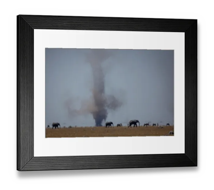 Framed Print : African elephants (Loxodonta africana) herd crossing a very dry plain in extreme heat conditions as a dust tornado approaches, Mababe Depression, Botswana. Endangered Framed Print : African elephants (Loxodonta africana) herd crossing a very dry plain in extreme heat conditions as a dust tornado approaches, Mababe Depression, Botswana. Endangered