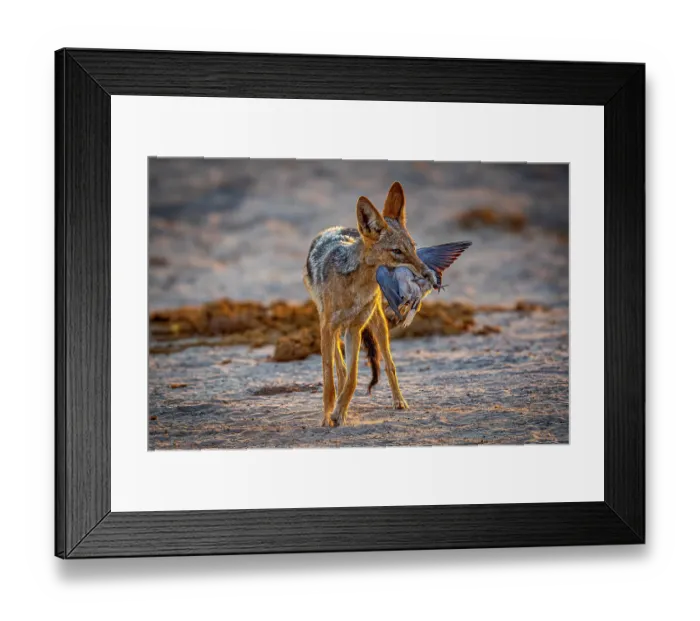 Framed Print : Black-backed jackal (Canis mesomelas) carrying Dove prey in its mouth, Savuti Game Reserve. Chobe National Park, Botswana