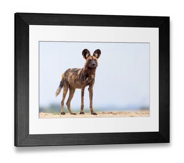 Framed Print : African wild dog (Lycaon pictus) standing on top of a dry bank on the edge of the Luangwa River, South Luangwa National Park, Zambia. Endangered Framed Print : African wild dog (Lycaon pictus) standing on top of a dry bank on the edge of the Luangwa River, South Luangwa National Park, Zambia. Endangered