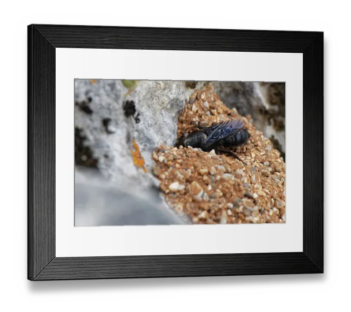 Framed Print : Black mud bee / Wall bee (Megachile parietina) female entering its nest constructed from sand and small stones attached to limestone rock, Corfu, Greece. May Framed Print : Black mud bee / Wall bee (Megachile parietina) female entering its nest constructed from sand and small stones attached to limestone rock, Corfu, Greece. May