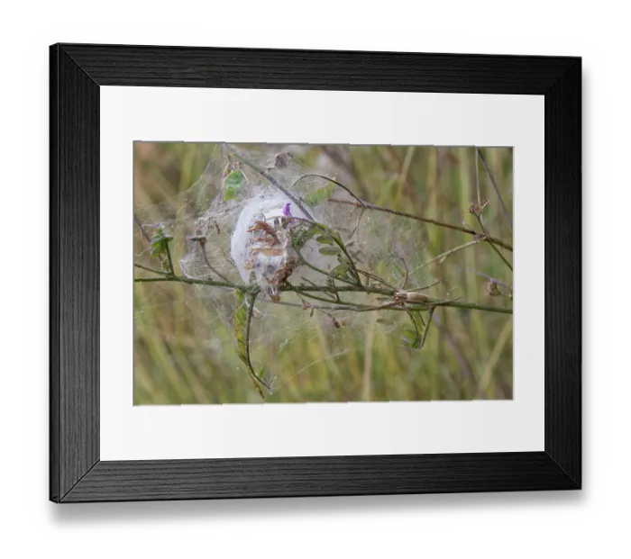 Framed Print : Nursery web spider (Pisaura mirabilis) female, guarding egg sac in a silken tent on coastal vegetation, Corfu, Greece. May Framed Print : Nursery web spider (Pisaura mirabilis) female, guarding egg sac in a silken tent on coastal vegetation, Corfu, Greece. May