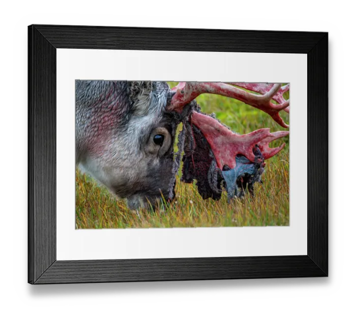 Framed Print : Svalbard reindeer (Rangifer tarandus platyrhynchus) shedding velvet off of its antlers, Spitsbergen, Svalbard, Norway. September Framed Print : Svalbard reindeer (Rangifer tarandus platyrhynchus) shedding velvet off of its antlers, Spitsbergen, Svalbard, Norway. September