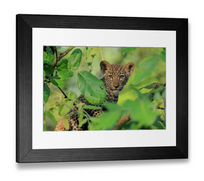 Framed Print : Leopard (Panthera pardus) cub, aged 4 months, sitting in canopy of low tree, South Luangwa National Park, Zambia Framed Print : Leopard (Panthera pardus) cub, aged 4 months, sitting in canopy of low tree, South Luangwa National Park, Zambia