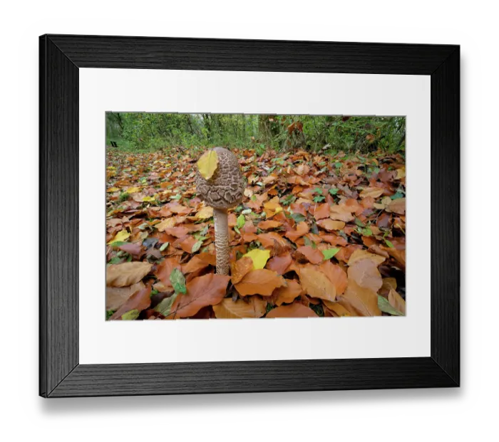 Framed Print : Parasol mushroom (Macrolepiota procera) growing among leaf litter, Lough Neagh Discovery Centre, County Armagh, Northern Ireland, UK. November Framed Print : Parasol mushroom (Macrolepiota procera) growing among leaf litter, Lough Neagh Discovery Centre, County Armagh, Northern Ireland, UK. November
