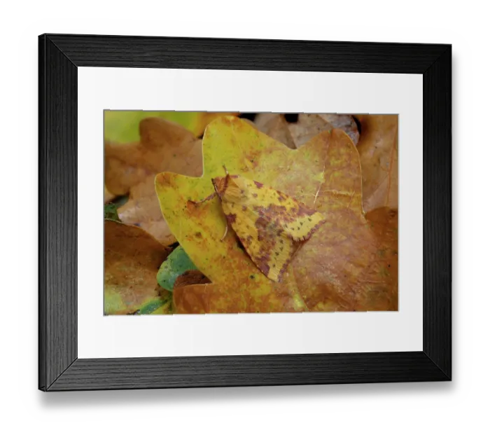 Framed Print : Pink-barred sallow (Xanthia togata) camouflaged on dried leaf, Lough Neagh Discovery Centre, County Armagh, Northern Ireland, UK. October Framed Print : Pink-barred sallow (Xanthia togata) camouflaged on dried leaf, Lough Neagh Discovery Centre, County Armagh, Northern Ireland, UK. October