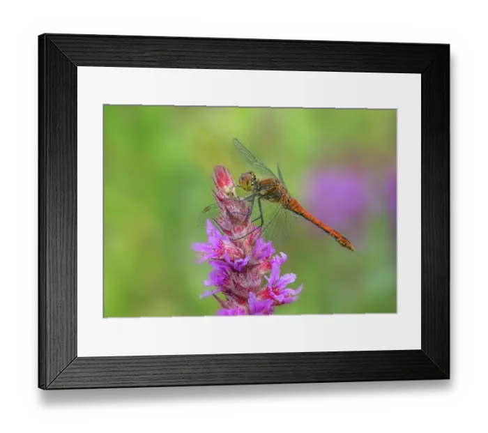 Framed Print : Ruddy darter (Sympetrum sanguineum) male, resting on Purple loosestrife (Lythrum salicaria) flower, Brackagh Moss NNR, Portadown, County Armagh, Northern Ireland, UK. August Framed Print : Ruddy darter (Sympetrum sanguineum) male, resting on Purple loosestrife (Lythrum salicaria) flower, Brackagh Moss NNR, Portadown, County Armagh, Northern Ireland, UK. August