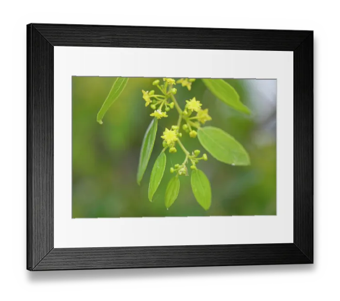 Framed Print : Jerusalem thorn tree (Paliurus spina-christi) flowering in coastal scrubland, Corfu, Greece. May Framed Print : Jerusalem thorn tree (Paliurus spina-christi) flowering in coastal scrubland, Corfu, Greece. May
