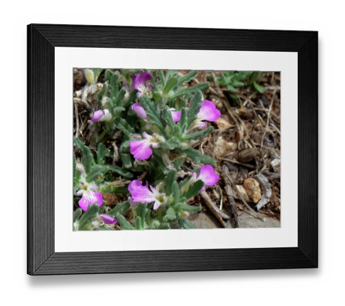 Framed Print : Southern bugle (Ajuga iva) flowering on coastal rock face, Corfu, Greece. May Framed Print : Southern bugle (Ajuga iva) flowering on coastal rock face, Corfu, Greece. May