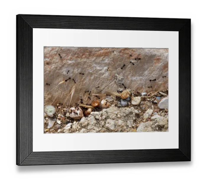 Framed Print : Wasmann's harvester ant (Messor wasmanni) workers carrying grass seeds to their nest on a rocky coastal hillside, Corfu, Greece. May Framed Print : Wasmann's harvester ant (Messor wasmanni) workers carrying grass seeds to their nest on a rocky coastal hillside, Corfu, Greece. May