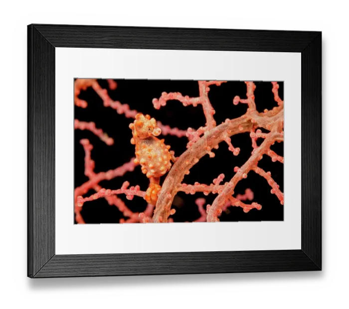 Framed Print : Bargibant's pygmy seahorse (Hippocampus bargibanti) camouflaged on a gorgonian sea fan (Muricella sp.), Philippines, Philippine Sea Framed Print : Bargibant's pygmy seahorse (Hippocampus bargibanti) camouflaged on a gorgonian sea fan (Muricella sp.), Philippines, Philippine Sea