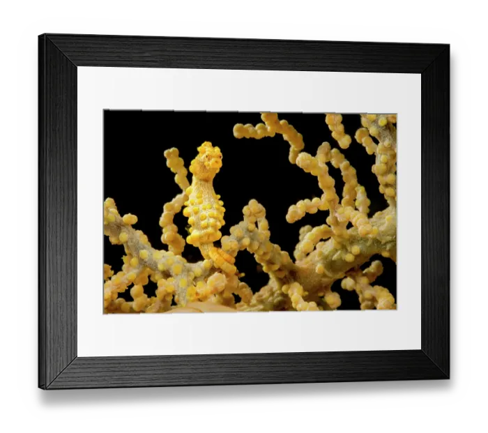 Framed Print : Yellow pygmy seahorse (Hippocampus bargibanti) camouflaged among soft coral, Philippines, Philippine Sea Framed Print : Yellow pygmy seahorse (Hippocampus bargibanti) camouflaged among soft coral, Philippines, Philippine Sea