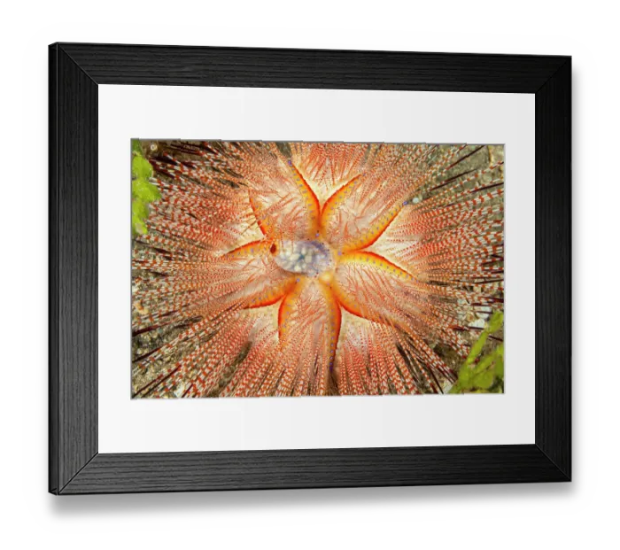 Framed Print : Blue-spotted sea urchin (Astropyga radiata) portrait, Hawaii, Pacific Ocean Framed Print : Blue-spotted sea urchin (Astropyga radiata) portrait, Hawaii, Pacific Ocean