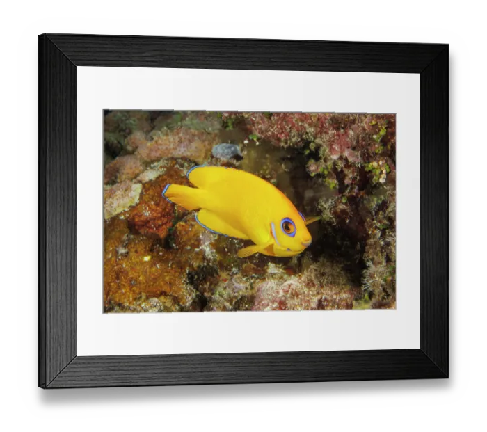 Framed Print : Lemonpeel angelfish (Centropyge flavissima) portrait, Guam, Federated States of Micronesia, Philippine Sea Framed Print : Lemonpeel angelfish (Centropyge flavissima) portrait, Guam, Federated States of Micronesia, Philippine Sea