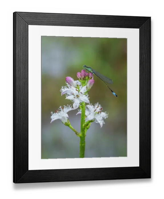 Framed Print : RF - Blue-tailed damselfly (Ischnura elegans) male, resting on Bog bean (Menyanthes trifoliata) flower, Montiaghs Moss SAC, County Antrim, Northern Ireland, UK. May Framed Print : RF - Blue-tailed damselfly (Ischnura elegans) male, resting on Bog bean (Menyanthes trifoliata) flower, Montiaghs Moss SAC, County Antrim, Northern Ireland, UK. May
