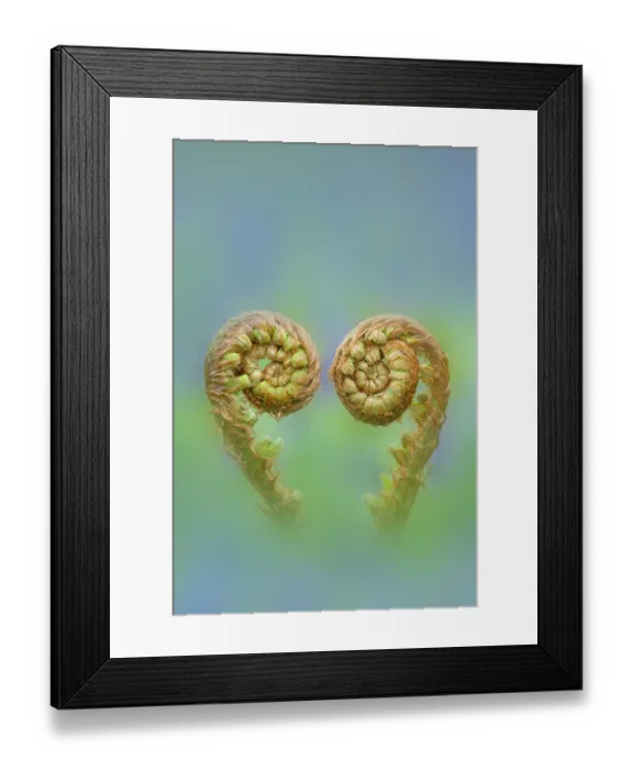 Framed Print : RF - Common male fern (Dryopteris filix-mas) unfurling fronds, Gosford Forest Park, County Armagh, Northern Ireland, UK Framed Print : RF - Common male fern (Dryopteris filix-mas) unfurling fronds, Gosford Forest Park, County Armagh, Northern Ireland, UK