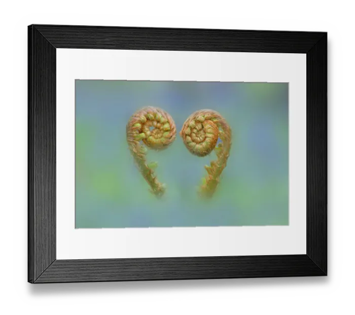 Framed Print : RF - Common male fern (Dryopteris filix-mas) unfurling fronds, Gosford Forest Park, County Armagh, Northern Ireland, UK Framed Print : RF - Common male fern (Dryopteris filix-mas) unfurling fronds, Gosford Forest Park, County Armagh, Northern Ireland, UK