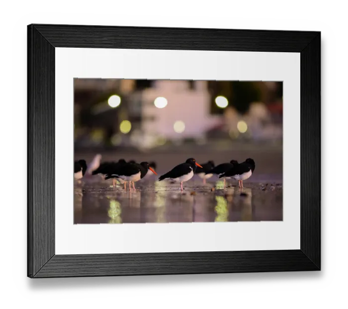 Framed Print : Magellanic oystercatchers (Haematopus leucopodus) flock on the beach of Rada Tilly city with city lights in the background, Chubut Province, Patagonia, Argentina. June Framed Print : Magellanic oystercatchers (Haematopus leucopodus) flock on the beach of Rada Tilly city with city lights in the background, Chubut Province, Patagonia, Argentina. June