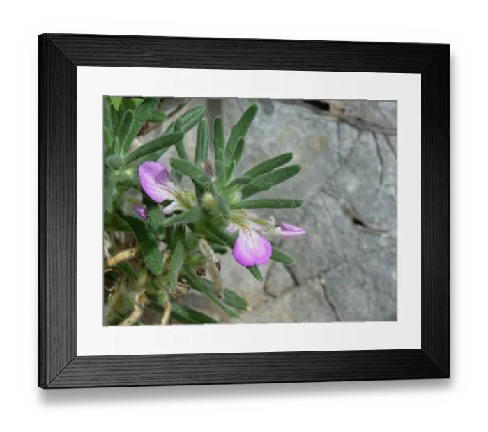 Framed Print : Southern bugle (Ajuga iva) flowering on coastal rock face, Corfu, Greece. May Framed Print : Southern bugle (Ajuga iva) flowering on coastal rock face, Corfu, Greece. May