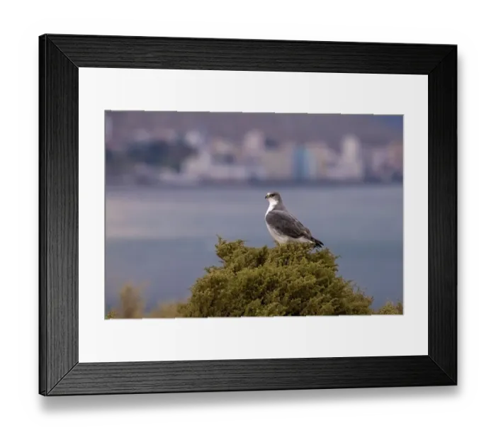 Framed Print : Variable hawk (Buteo polyosoma) perched in tree top with city in background, Argentina Framed Print : Variable hawk (Buteo polyosoma) perched in tree top with city in background, Argentina