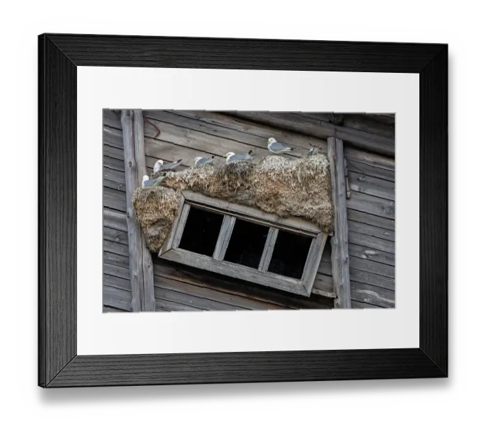 Framed Print : Black-legged kittiwakes (Rissa tridactyla) nesting on side of wooden building, Pyramiden, Svalbard, Norway. July Framed Print : Black-legged kittiwakes (Rissa tridactyla) nesting on side of wooden building, Pyramiden, Svalbard, Norway. July