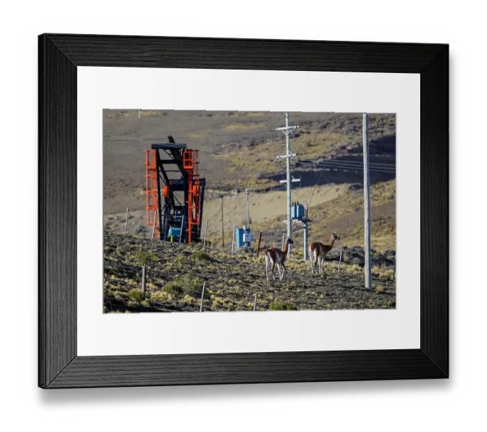 Framed Print : Two Guanacos (Lama guanicoe) standing on scrubland with oil extraction facilities in the background, near Comodoro Rivadavia, Chubut, Patagonia, Argentina Framed Print : Two Guanacos (Lama guanicoe) standing on scrubland with oil extraction facilities in the background, near Comodoro Rivadavia, Chubut, Patagonia, Argentina