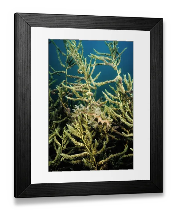 Framed Print : Leafy sea dragon (Phycodurus eques) perfectly camouflaged against the plant life under a wharf, Spencer Gulf, South Australia Framed Print : Leafy sea dragon (Phycodurus eques) perfectly camouflaged against the plant life under a wharf, Spencer Gulf, South Australia