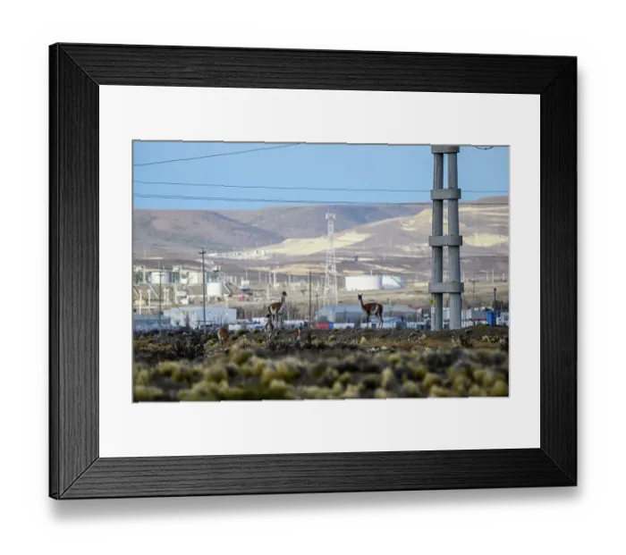 Framed Print : Three Guanacos (Lama guanicoe) standing on scrubland with oil extraction facilities in the background, near Comodoro Rivadavia, Chubut, Patagonia, Argentina Framed Print : Three Guanacos (Lama guanicoe) standing on scrubland with oil extraction facilities in the background, near Comodoro Rivadavia, Chubut, Patagonia, Argentina