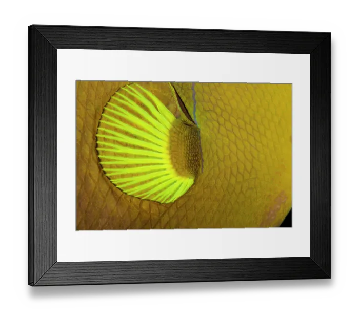 Framed Print : Pinktail triggerfish (Melichthys vidua) pectoral fin detail, Hawaii, Pacific Ocean Framed Print : Pinktail triggerfish (Melichthys vidua) pectoral fin detail, Hawaii, Pacific Ocean