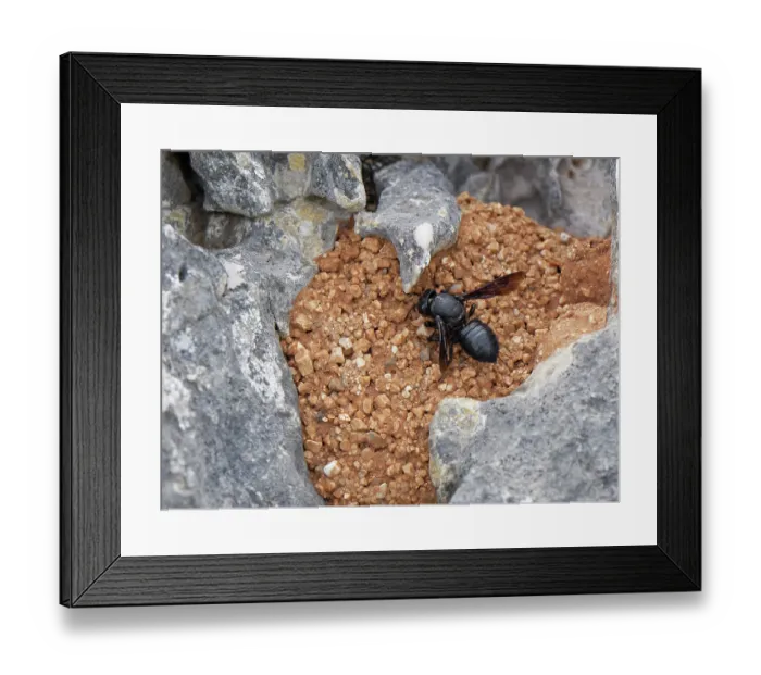 Framed Print : Black mud bee / Wall bee (Megachile parietina) female working on its nest of sand and small stones attached to limestone rock, Corfu, Greece. May Framed Print : Black mud bee / Wall bee (Megachile parietina) female working on its nest of sand and small stones attached to limestone rock, Corfu, Greece. May